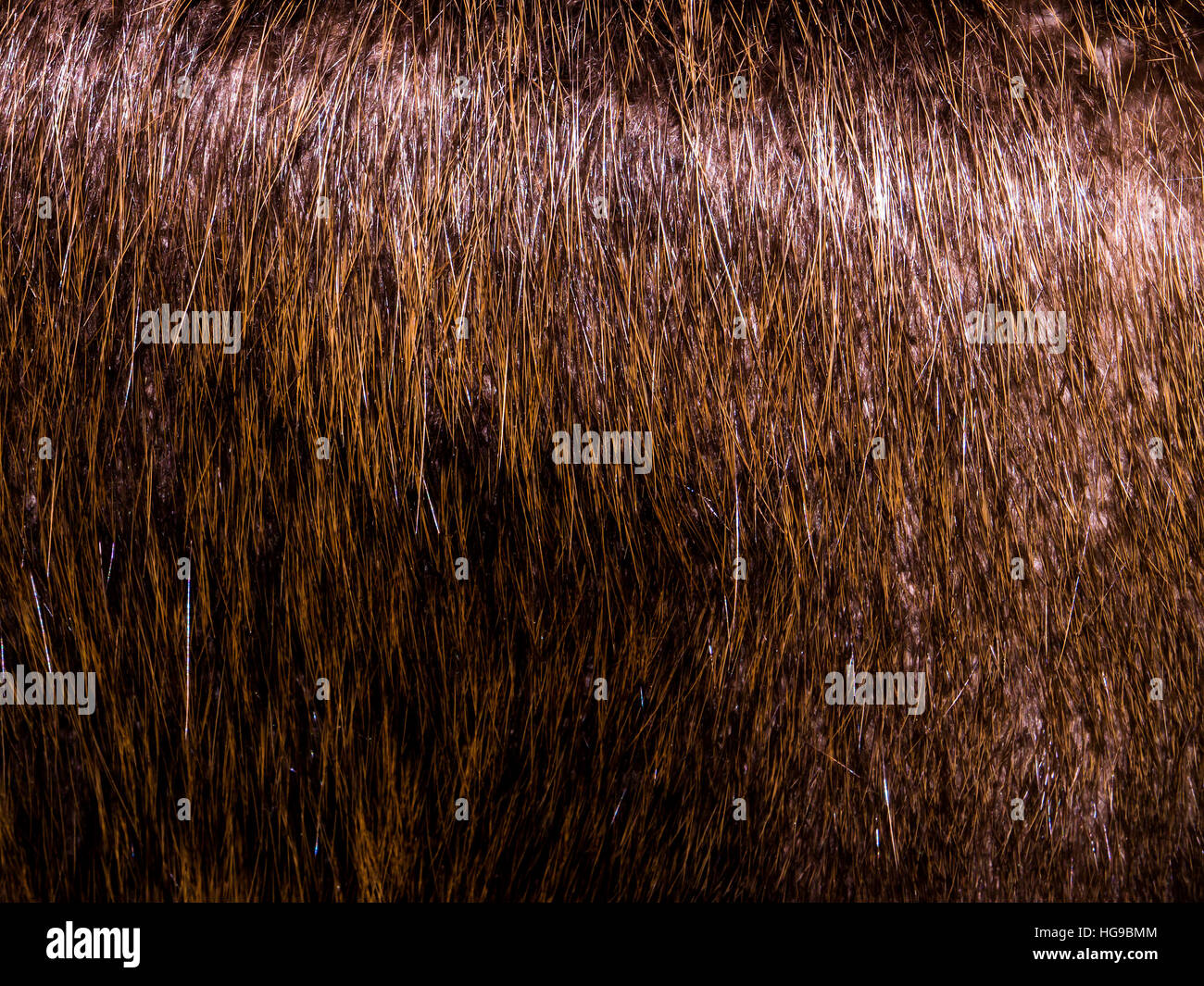 La pelliccia di sfondo e texture. Foto Stock
