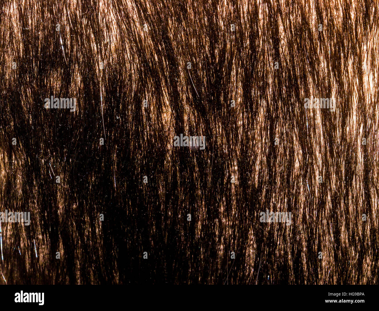 La pelliccia di sfondo e texture. Foto Stock