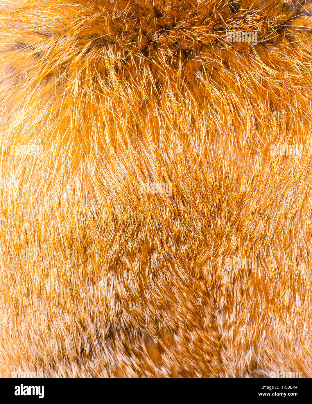La pelliccia di sfondo e texture. Foto Stock