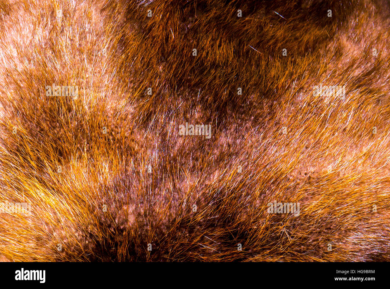 La pelliccia di sfondo e texture. Foto Stock