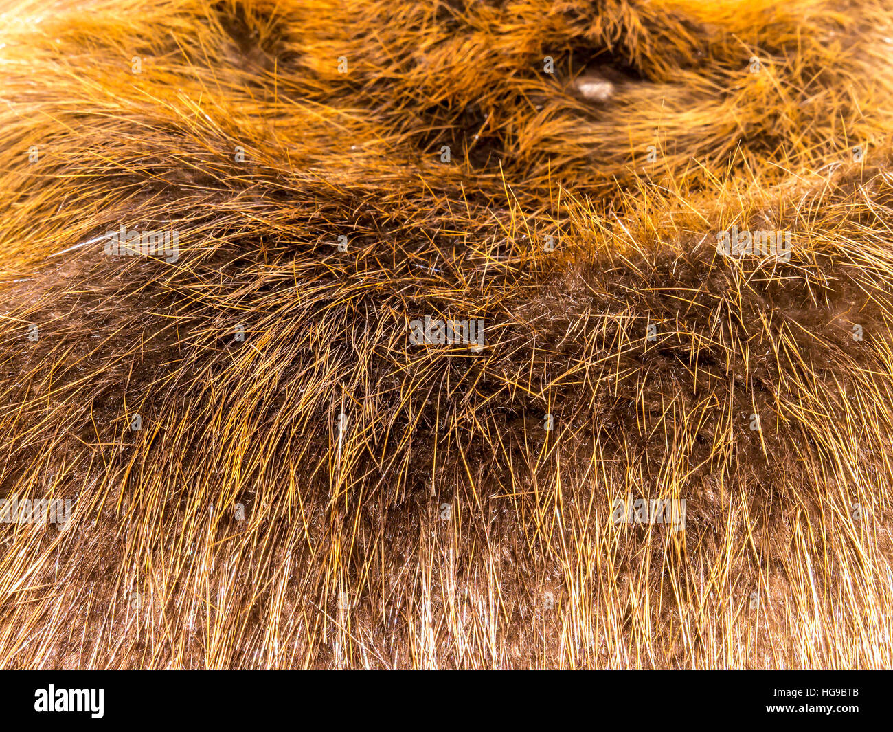 La pelliccia di sfondo e texture. Foto Stock