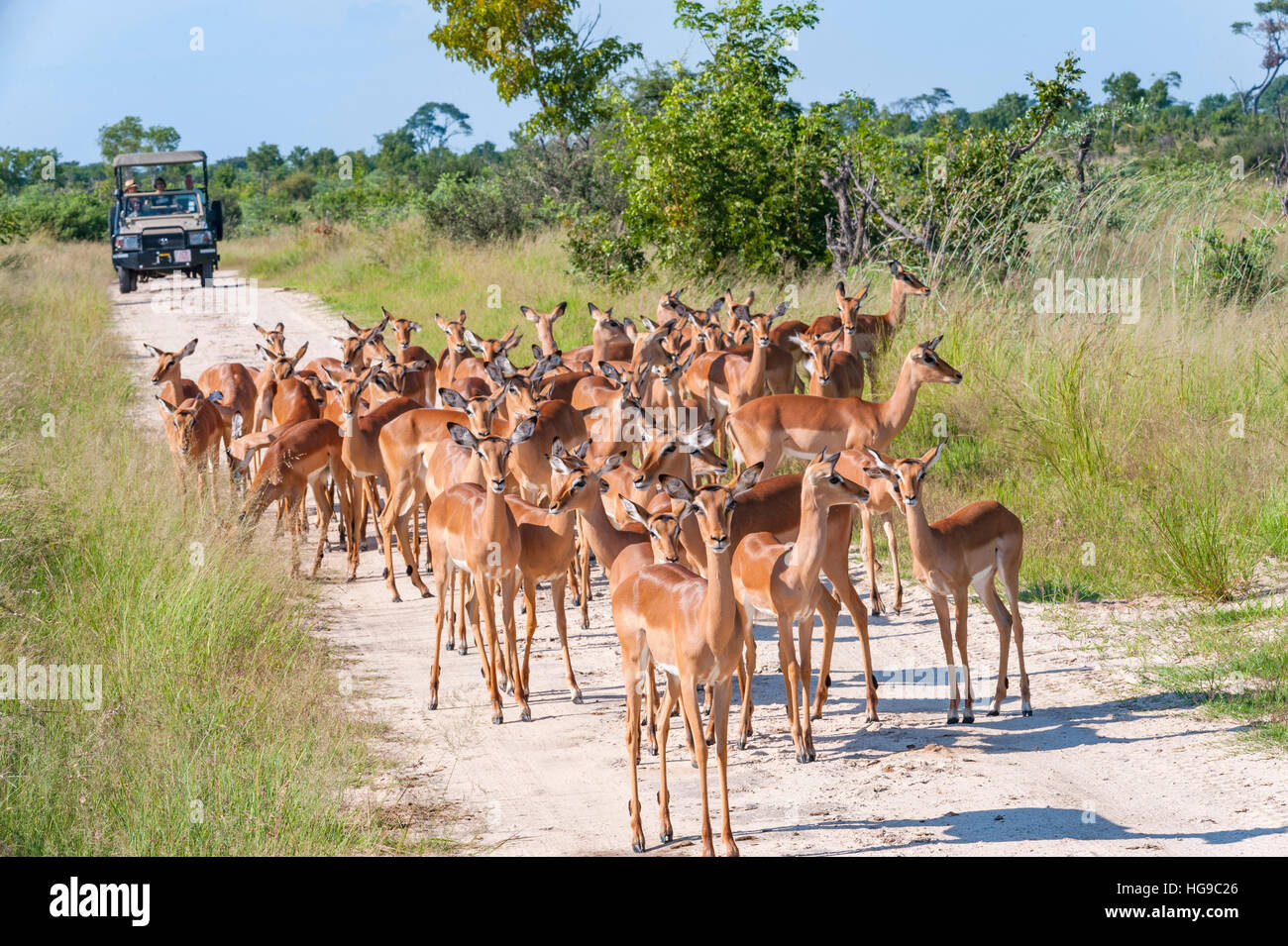 Grande mandria Impala safari veicolo Hwange Zimbabwe Foto Stock