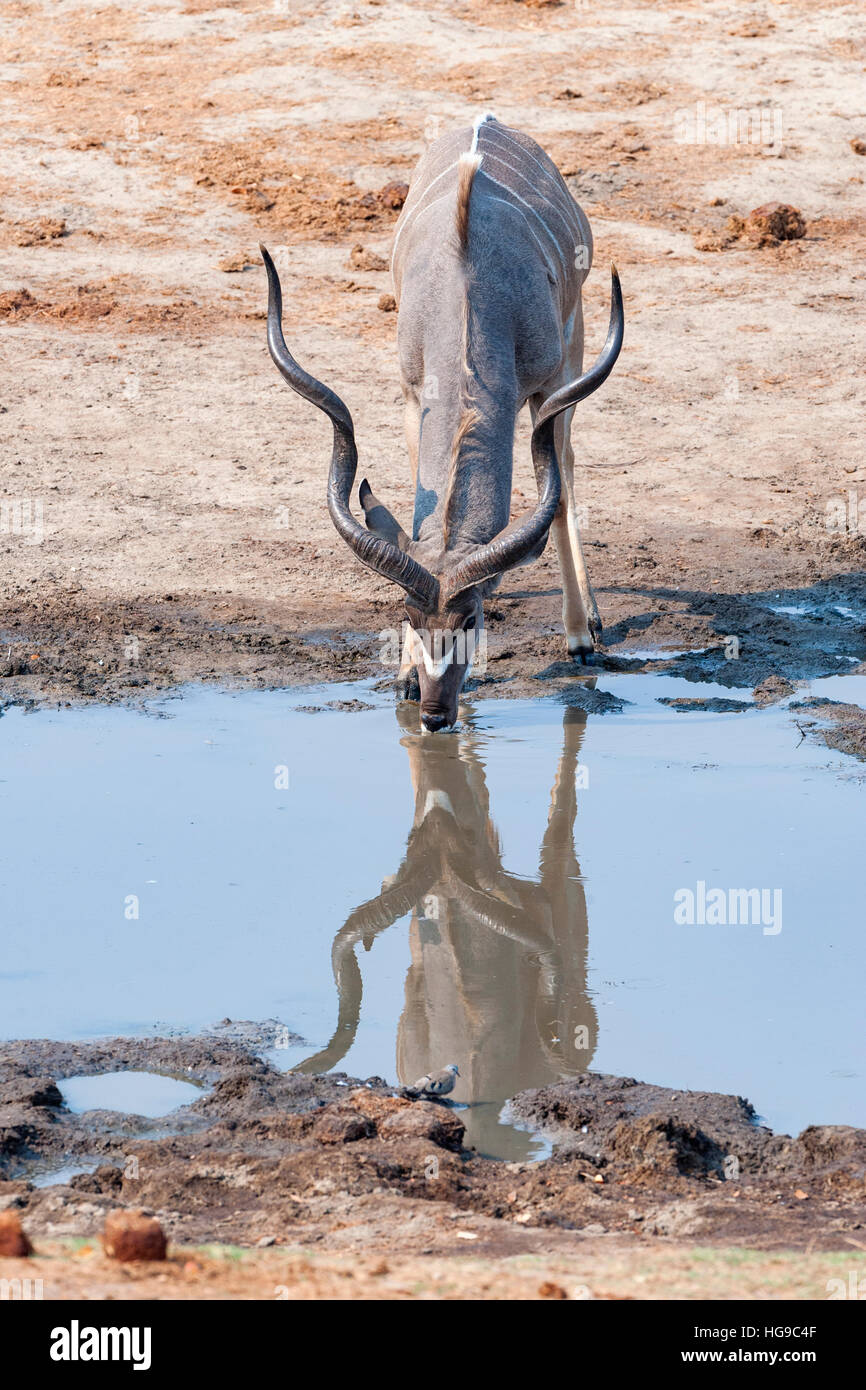 Grande Kudu maschio bull bere waterhole Hwange grande Foto Stock
