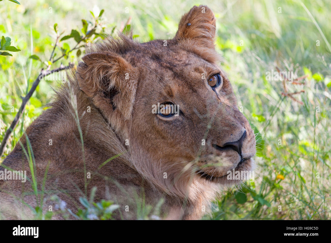 Il leoncello giacente erba verde Hwange stagione vicino Foto Stock