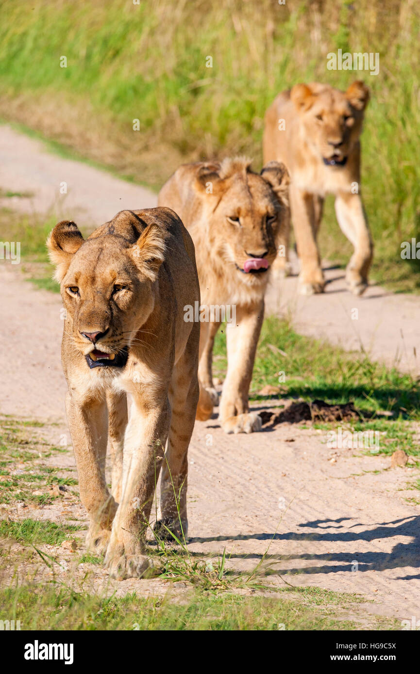 I Lions a caccia stalking giovani Hwange Zimbabwe hunt Foto Stock