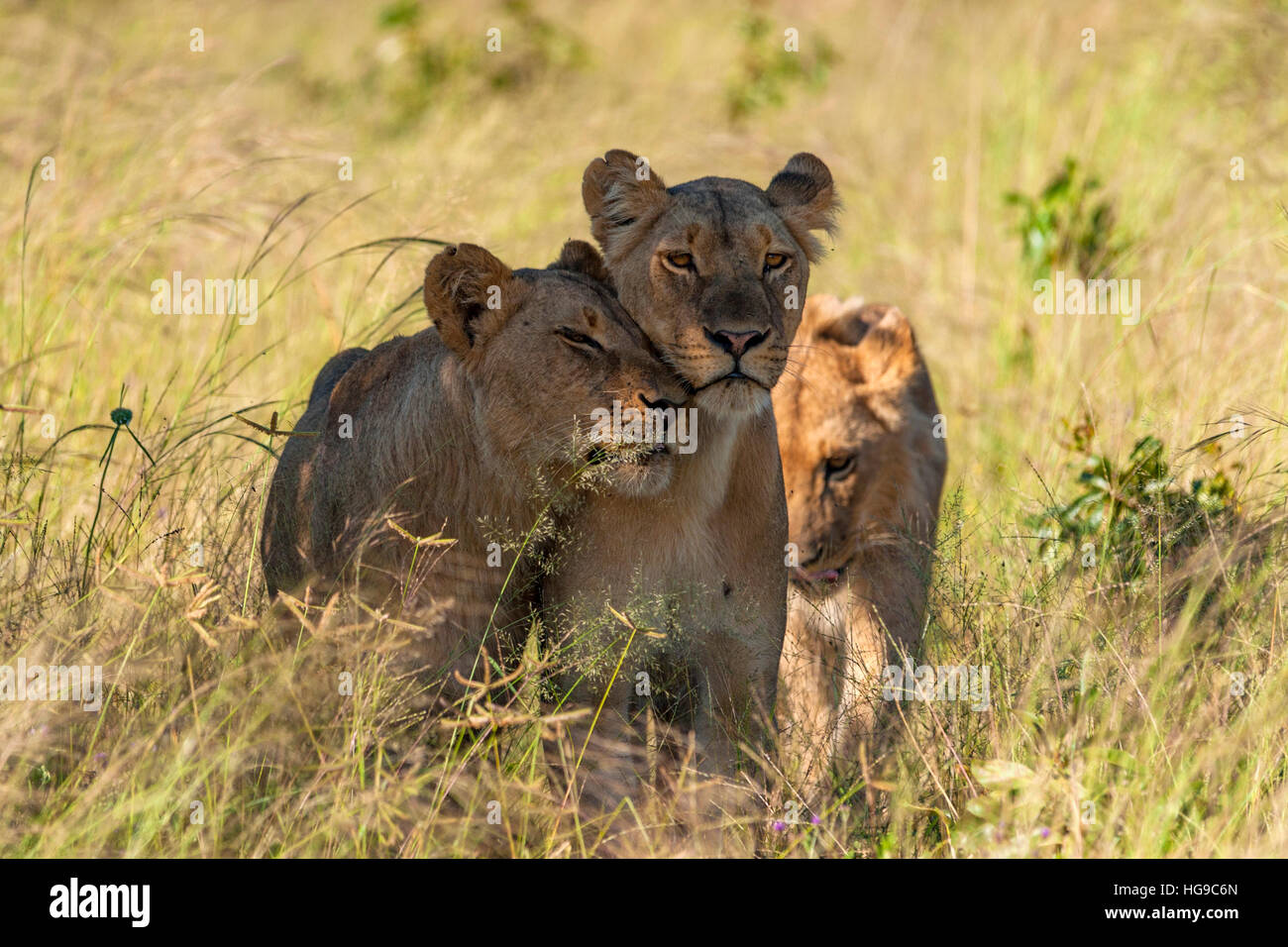 I Lions a caccia stalking giovani Hwange Zimbabwe hunt Foto Stock