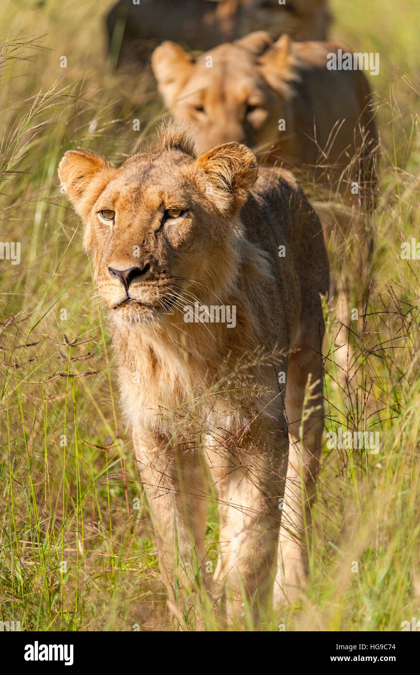 I Lions a caccia stalking giovani Hwange Zimbabwe hunt Foto Stock