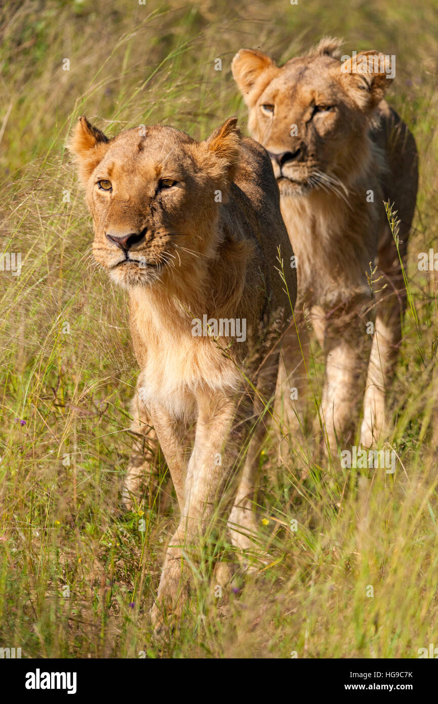 I Lions a caccia stalking giovani Hwange Zimbabwe hunt Foto Stock