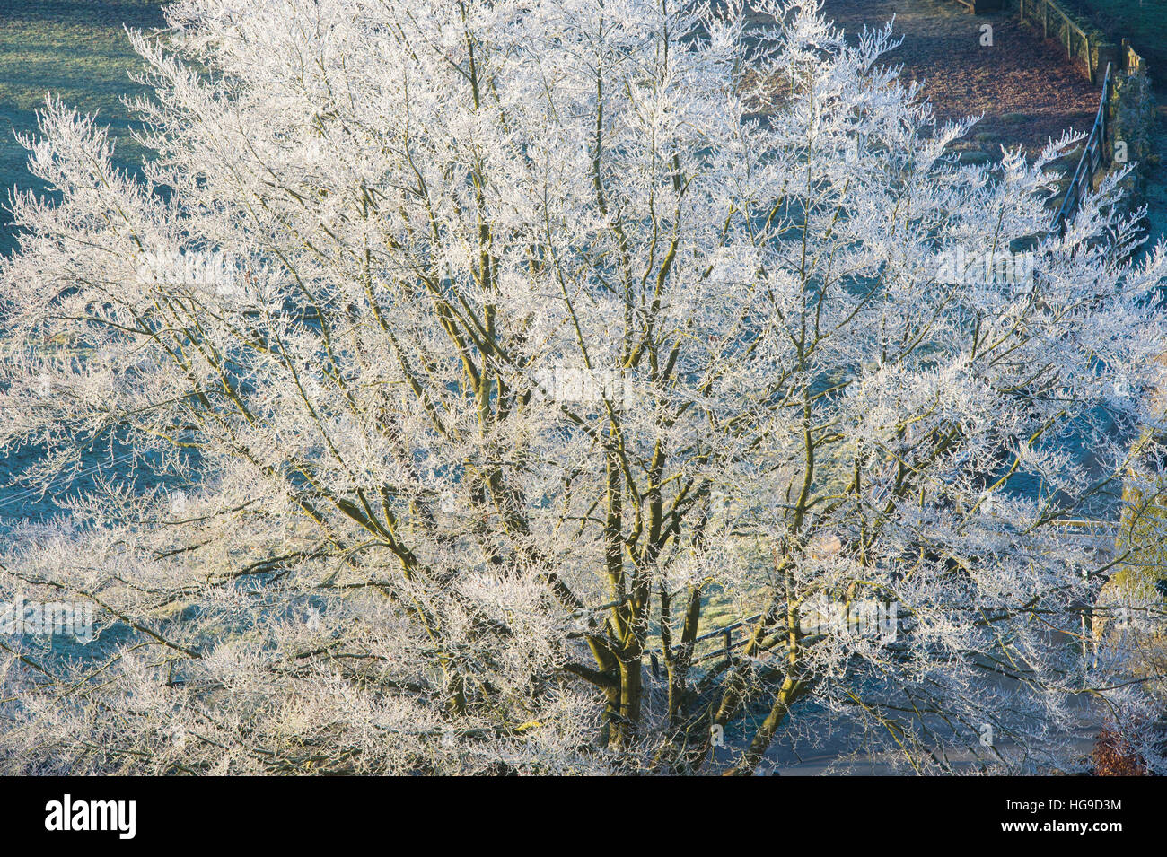 Soleggiato gelido inverno alberi in Turkdean. Cotswolds, Gloucestershire, Inghilterra Foto Stock