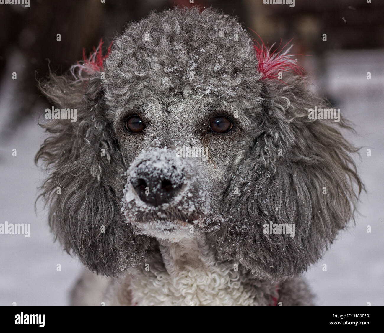 razza standard del cane del poodle Foto Stock