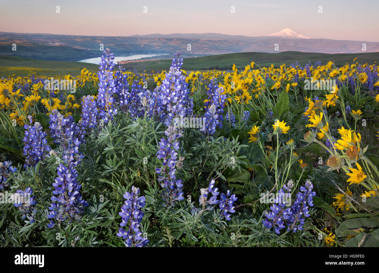 WASHINGTON - Balsamroot lupino e prati ricoperti di Dalles Mountain Ranch si trova al di sopra del Columbia River in vista del Monte Cofano. Foto Stock