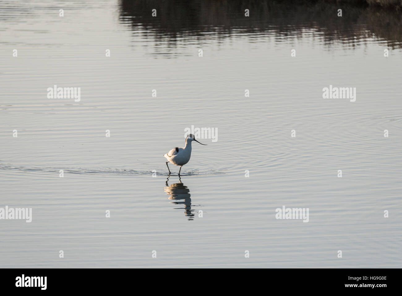 Un'avocetta nella laguna su due Tree Island, Essex Foto Stock