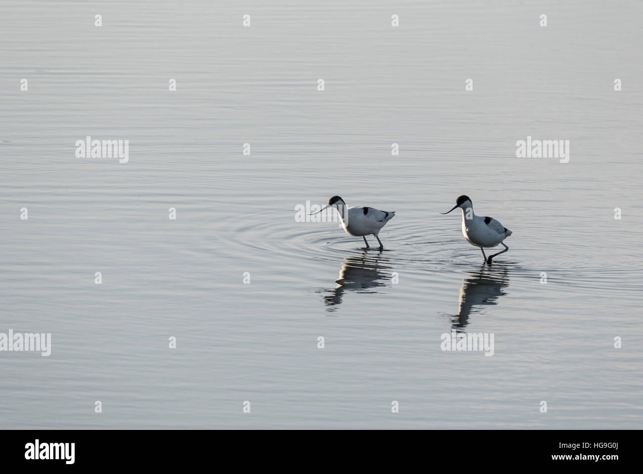 Una coppia di avocette nella laguna su due Tree Island, Essex Foto Stock
