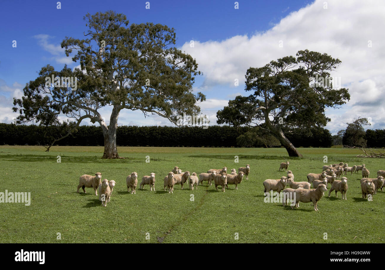 Pecore Merino pascolando vicino a Hamilton, Victoria, Australia Foto Stock