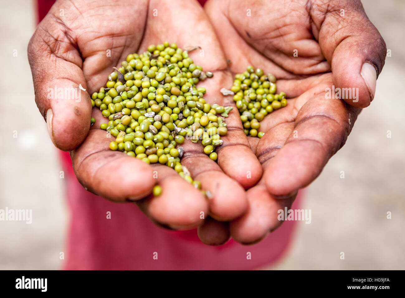 Fagioli di Mung nelle mani di una donna nel villaggio di Faldu, distretto di Nawada, Bihar, India. Foto Stock