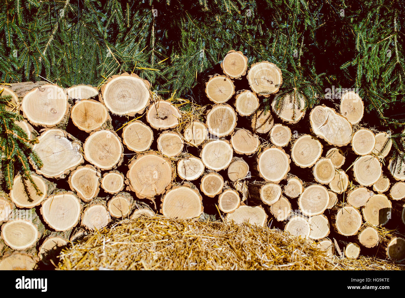 Pila di ciocchi di legna pronto per l'inverno Foto Stock