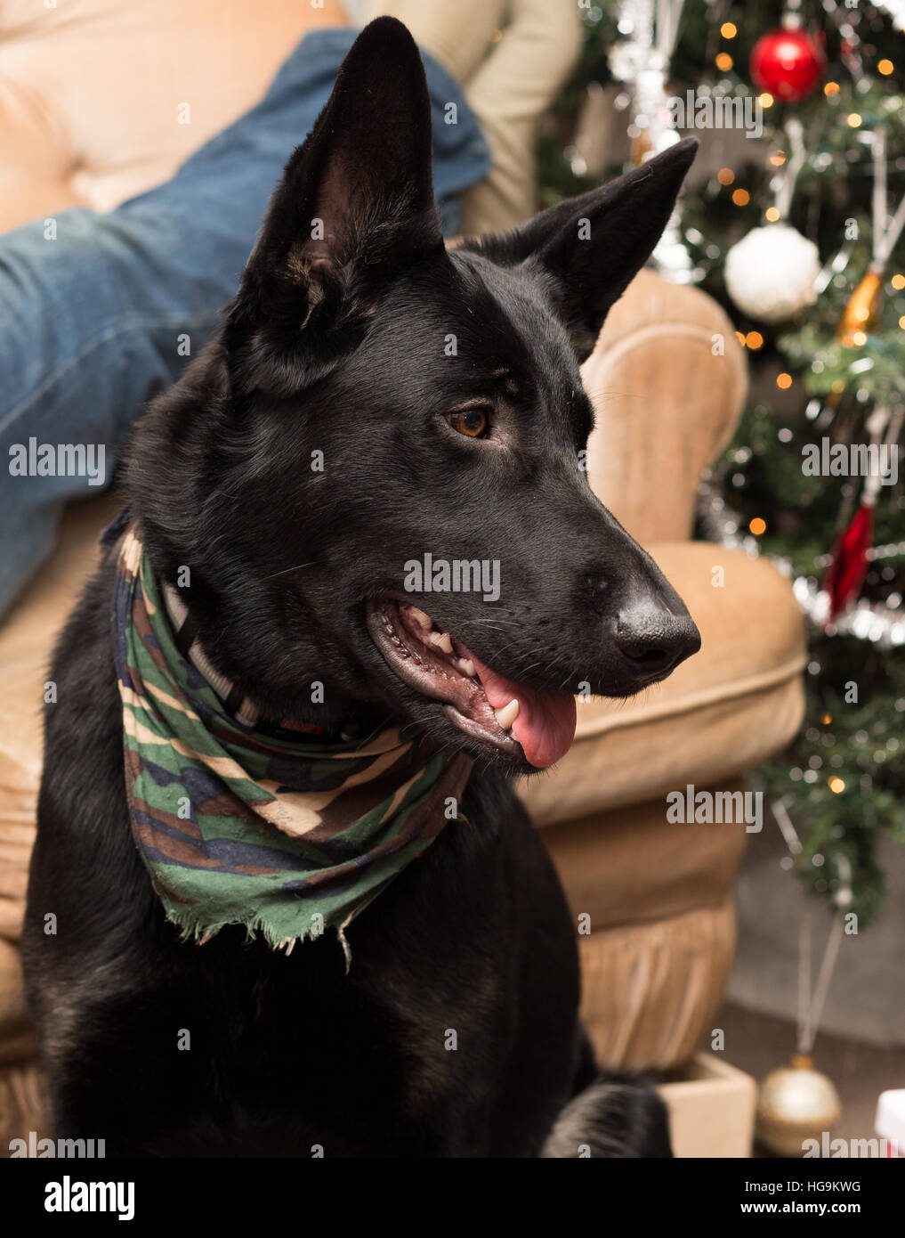 Cucciolo di pastore tedesco cane. Foto Stock