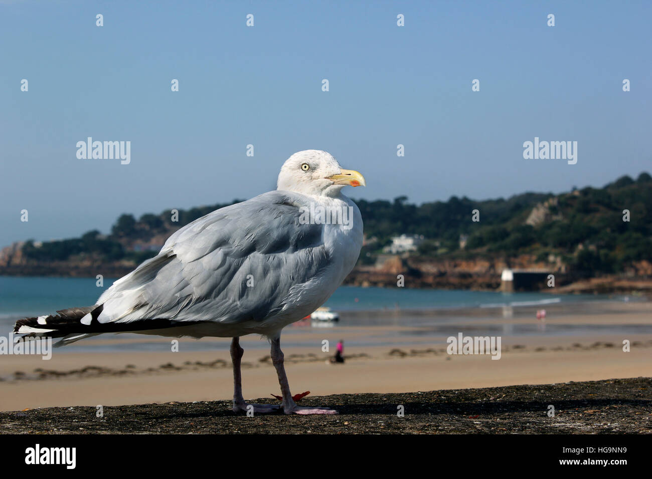 Channel Island seagull si appoggia sulla parete Foto Stock