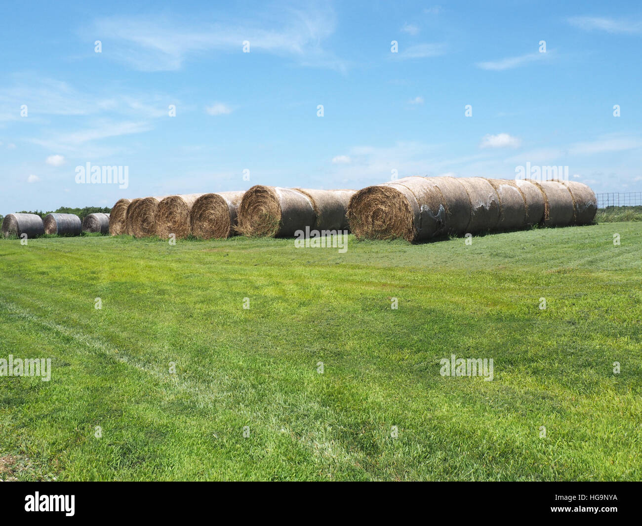 Grandi rotoli di fieno da erba verde Foto Stock