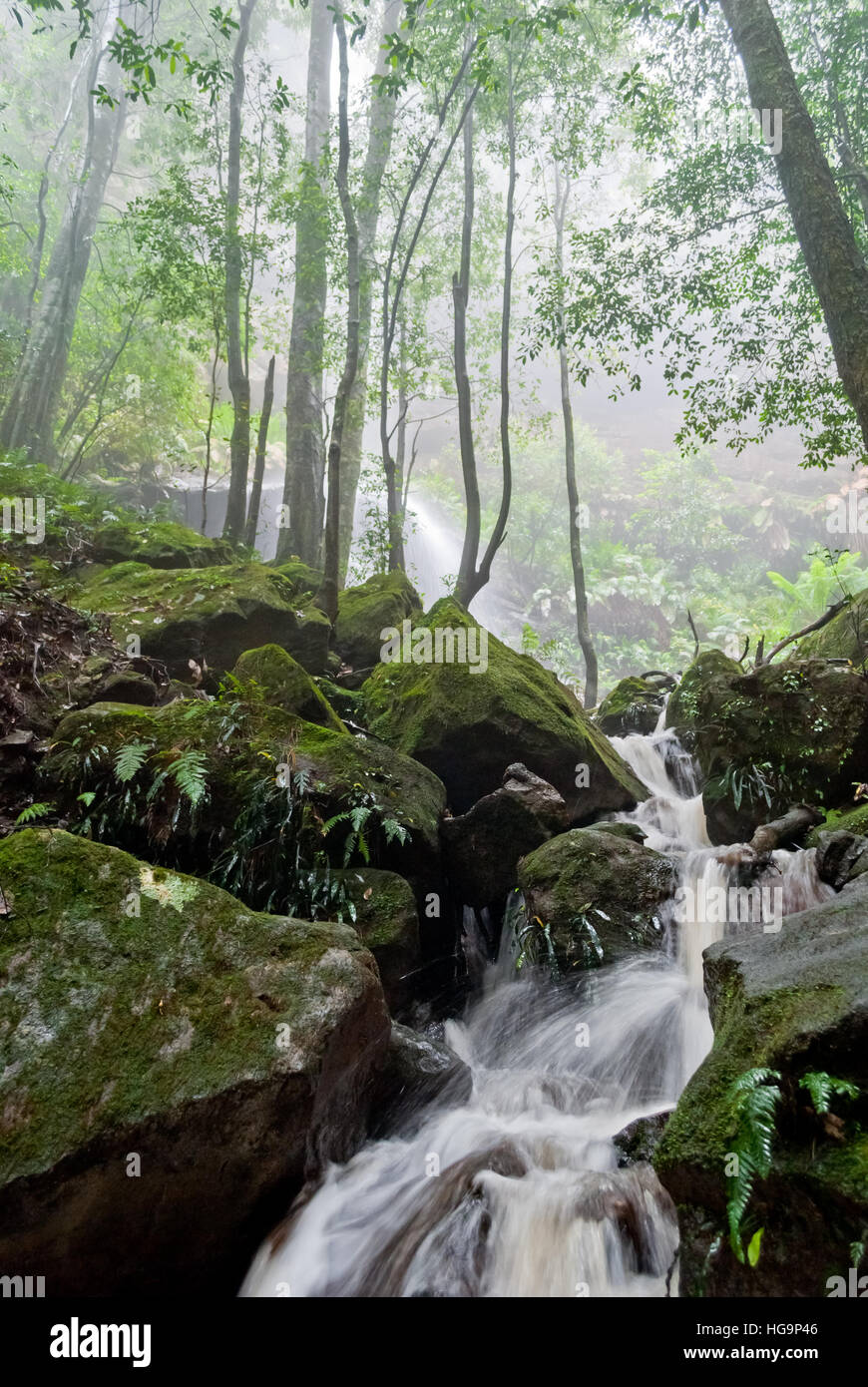 Misteriosa foresta pacifica e flusso di acqua Foto Stock