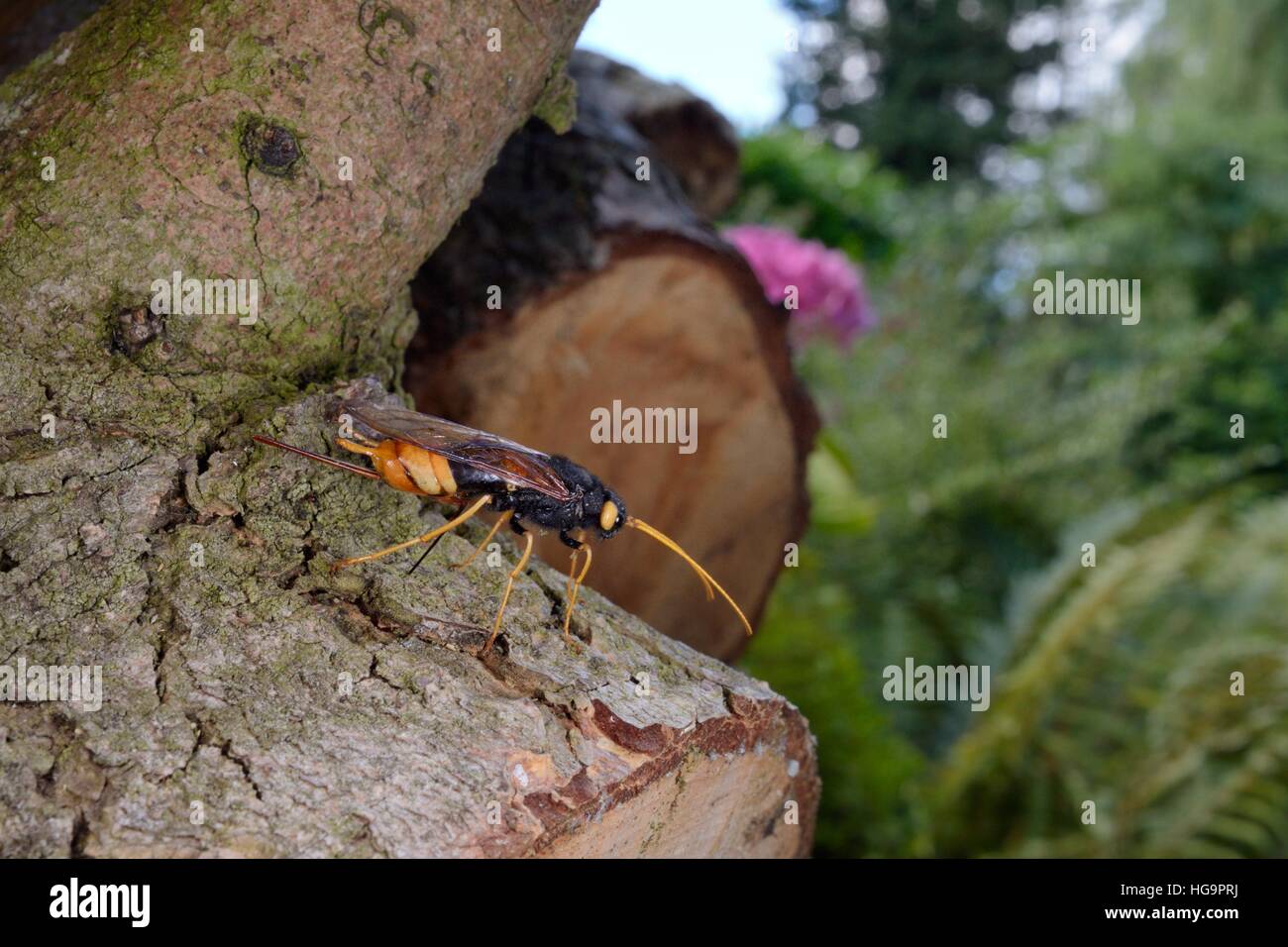 Maggiore horntail gigante / Legno wasp (Urocerus gigas) ovipositing / deposizione delle uova nel registro di cedro, giardino Wiltshire, Regno Unito, maggio. Foto Stock