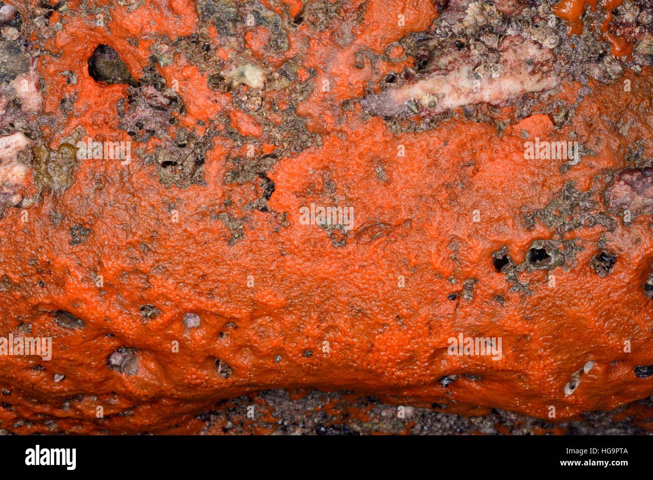 Mollica di pane spugna (Hymeniacidon perlevis) nel suo arancio brillante forma incrostanti su esposti rocce intercotidali, Cornwall, Regno Unito. Foto Stock