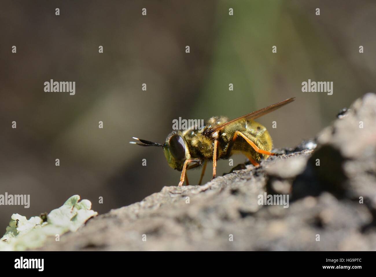 Plain golden hoverfly (Callicera aurata) femmina si prepara a deporre le uova sul marciume ramo sopra un fossato, Studland Heath, Dorset, Regno Unito Foto Stock