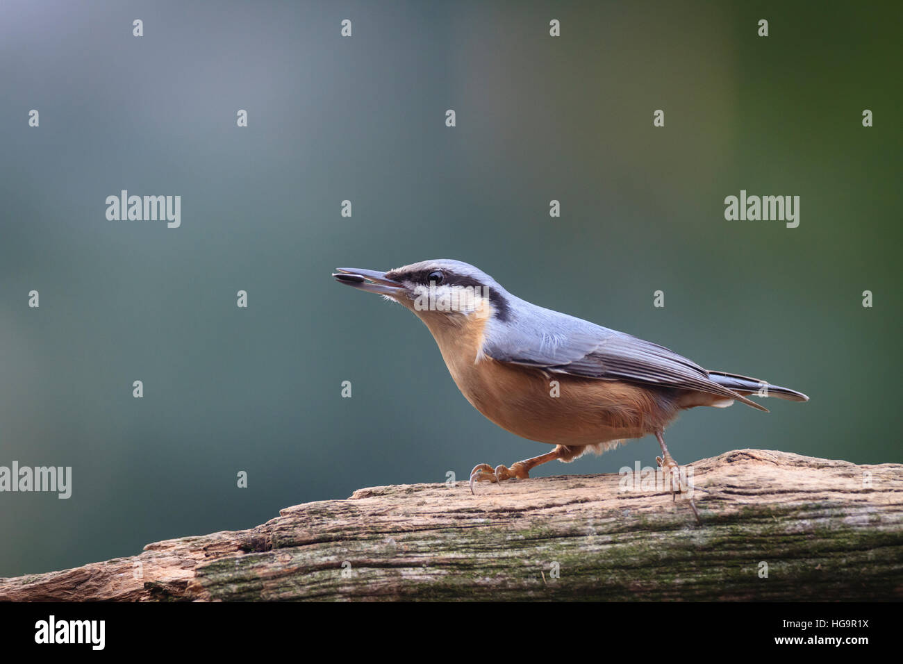 Eurasian picchio muratore (Sitta europaea) alimentazione in giardino sul tronco. Bassa Slesia. La Polonia. Foto Stock