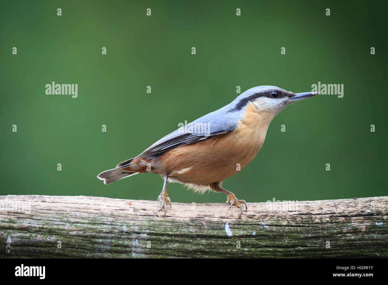 Eurasian picchio muratore (Sitta europaea) appollaiato sul tronco nel giardino. Bassa Slesia. La Polonia. Foto Stock