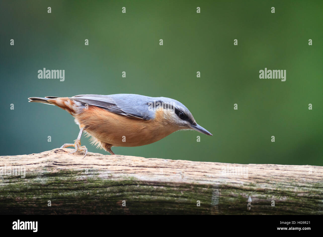 Eurasian picchio muratore (Sitta europaea) alimentazione in giardino sul tronco. Bassa Slesia. La Polonia. Foto Stock