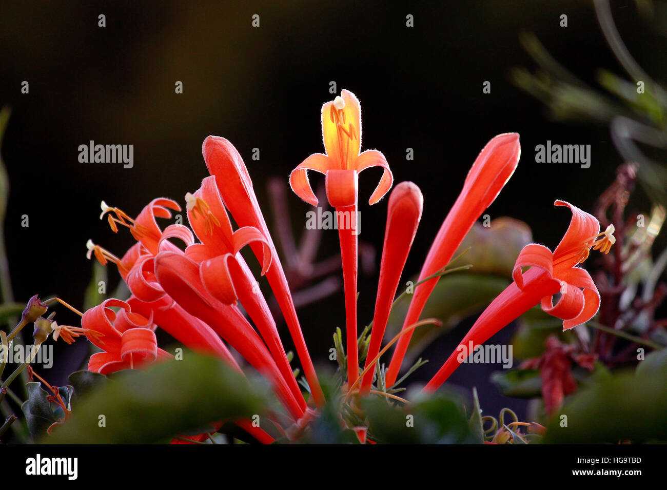 Oltre il recinto Foto Stock