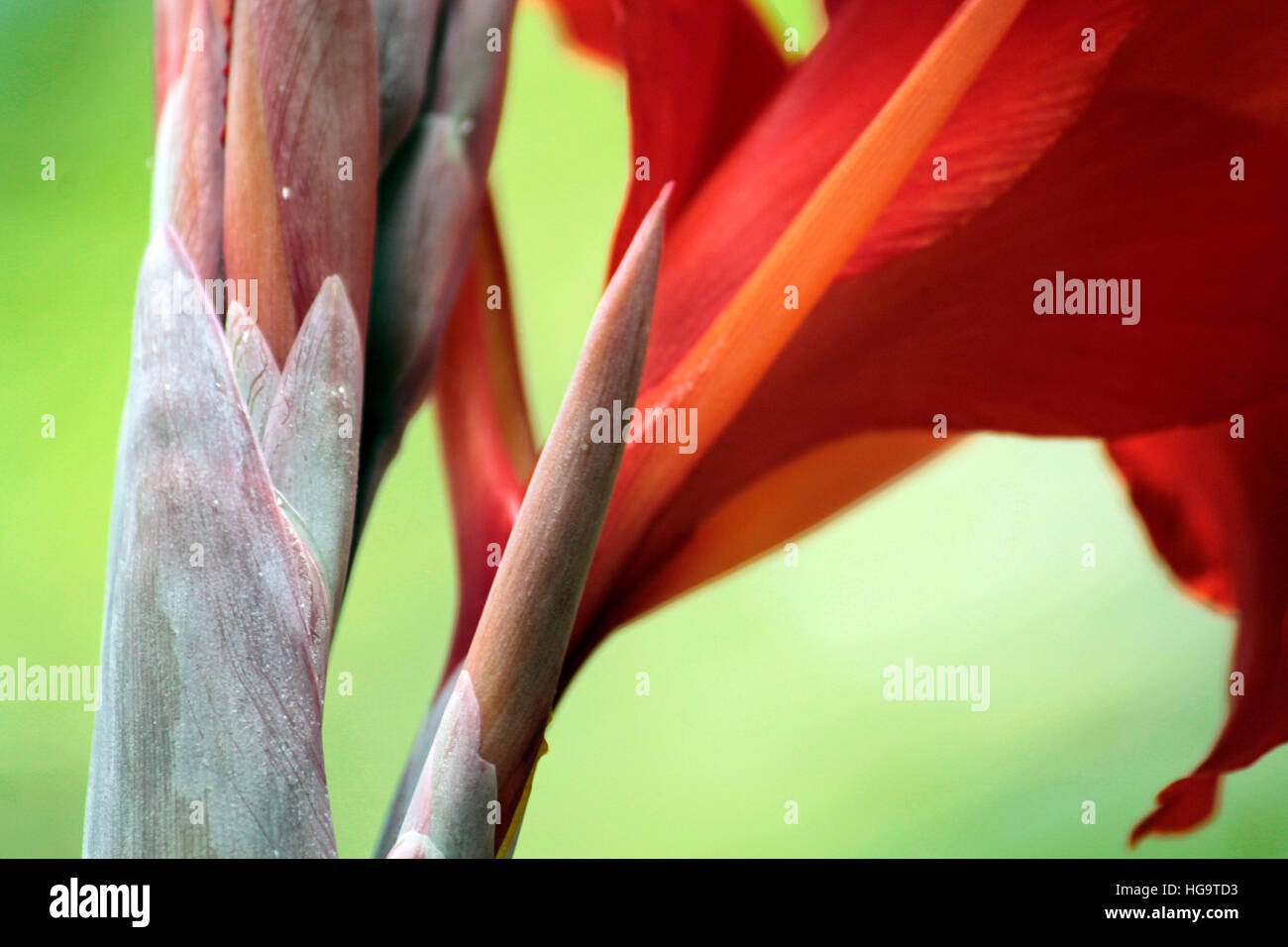 Rosso e verde Foto Stock