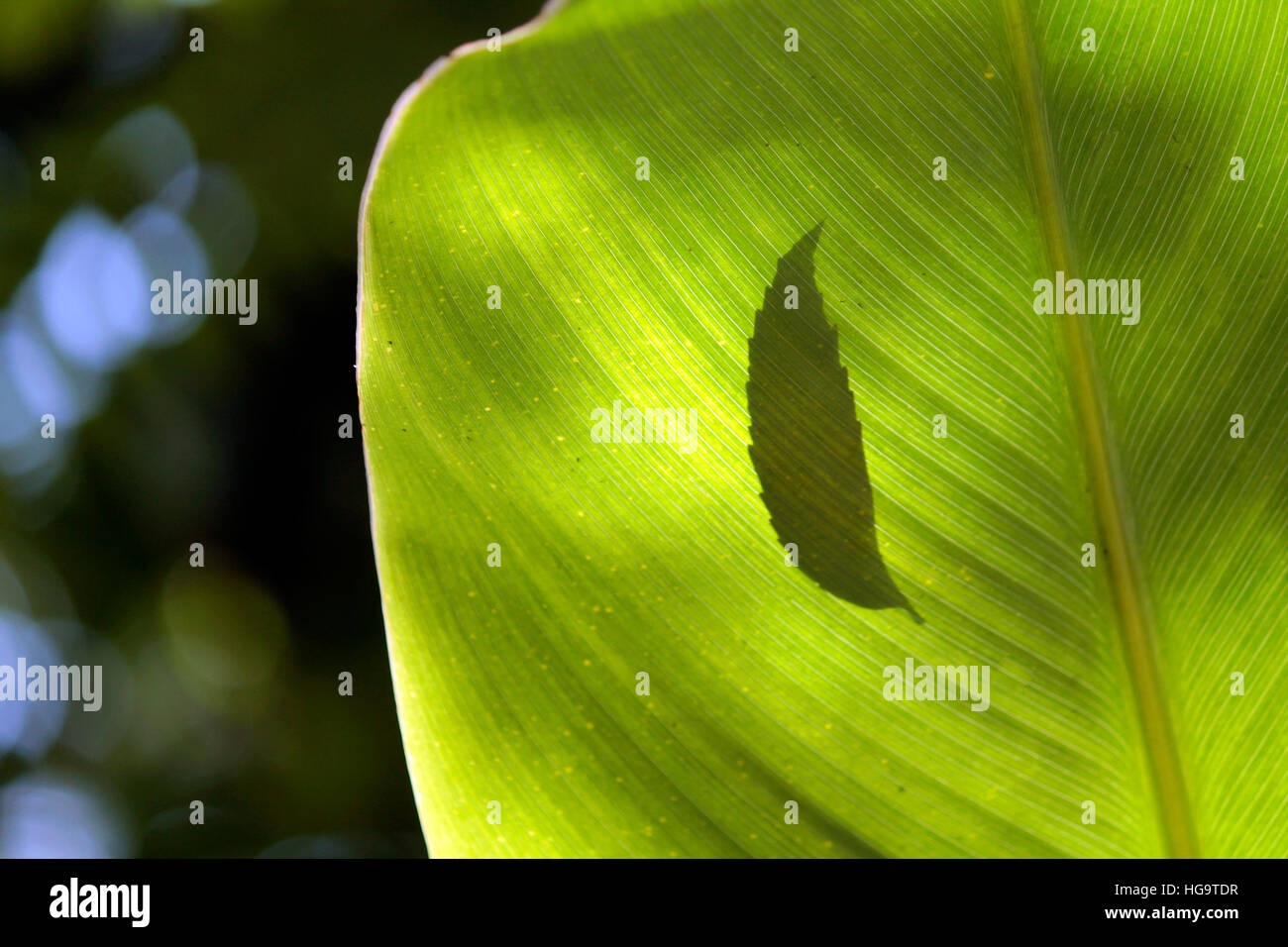 Permettetemi di supporto Foto Stock