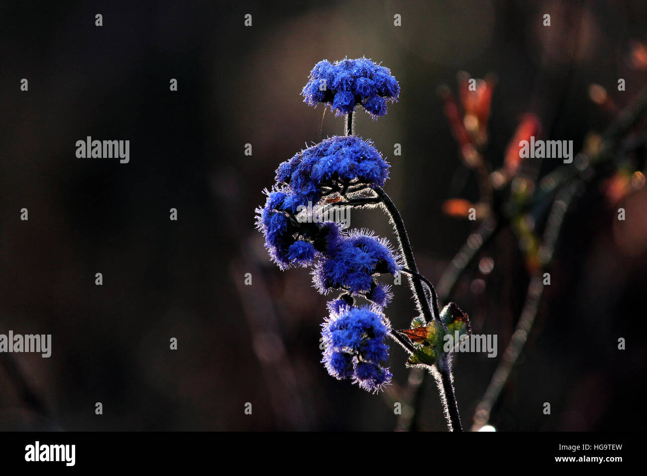 Bellezza d'ardore Foto Stock