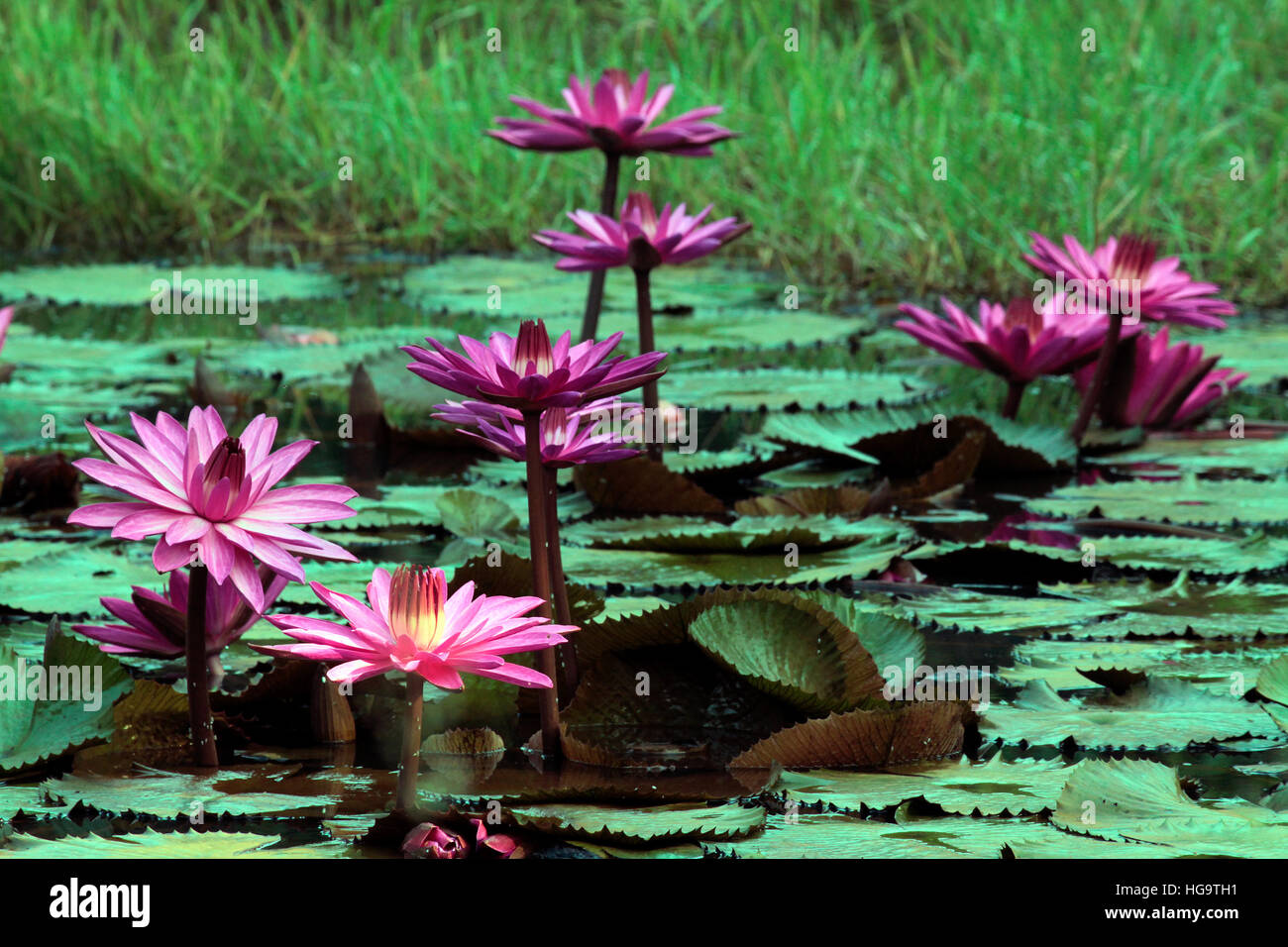 Fiori di loto Foto Stock