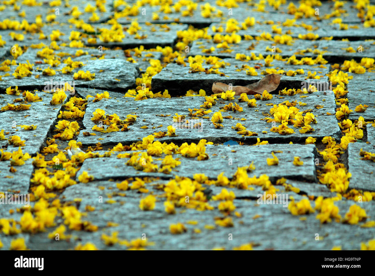 Pavimentazione di pietra, corridoio, fiori, Foto Stock