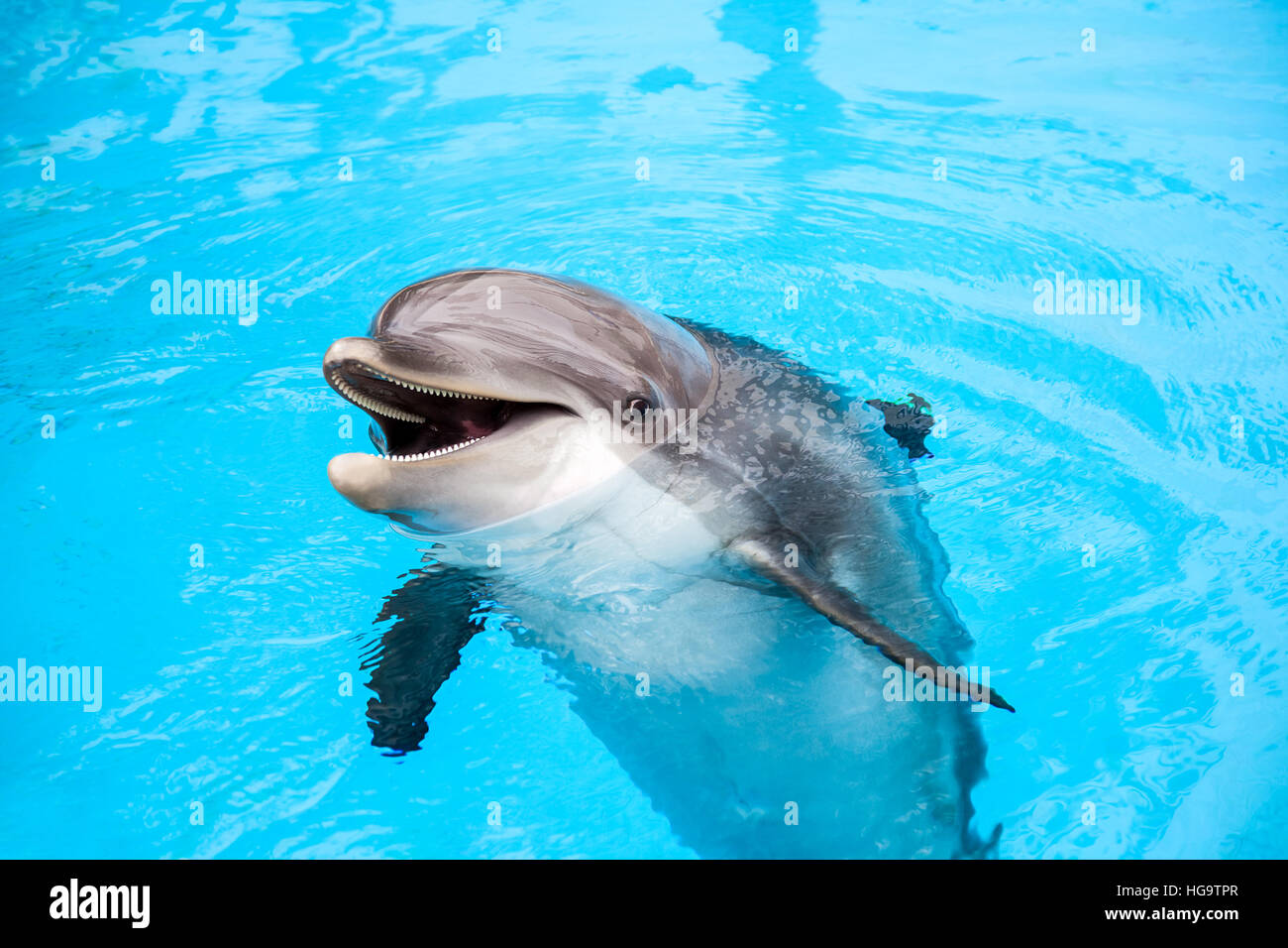 Delfino nuota Foto Stock