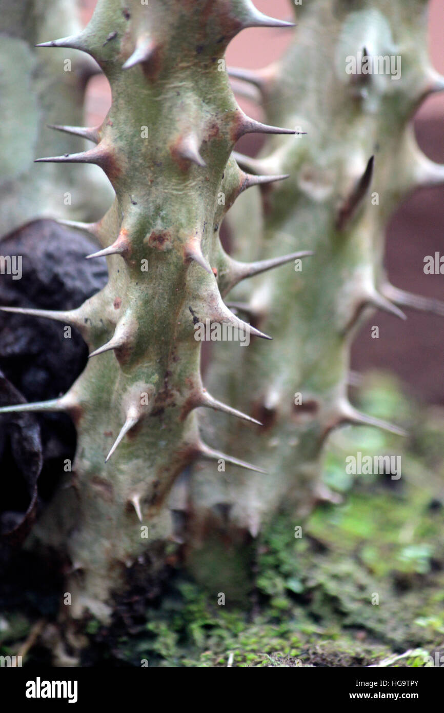 Cactus Foto Stock