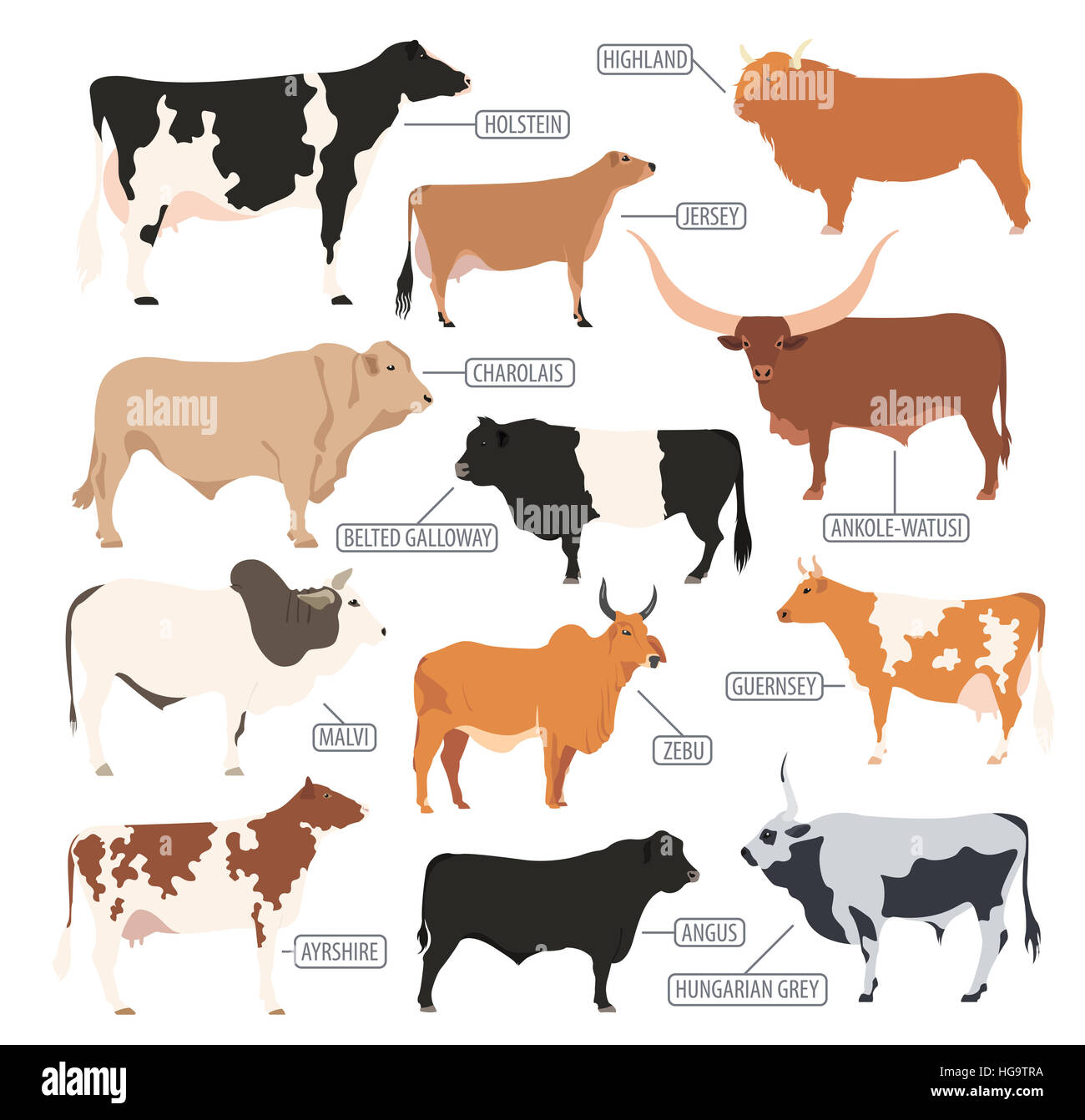Allevamento di bestiame agricolo. Vacca, i tori di razza icon set. Design piatto. Illustrazione Vettoriale Foto Stock