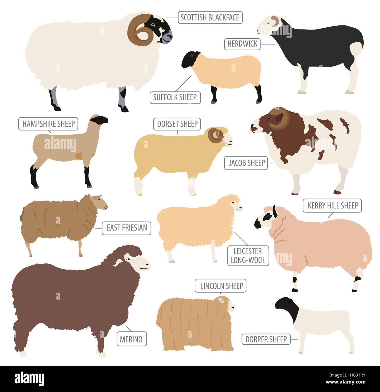 Razza di pecore icon set. Animale della fattoria. Design piatto. Illustrazione Vettoriale Foto Stock