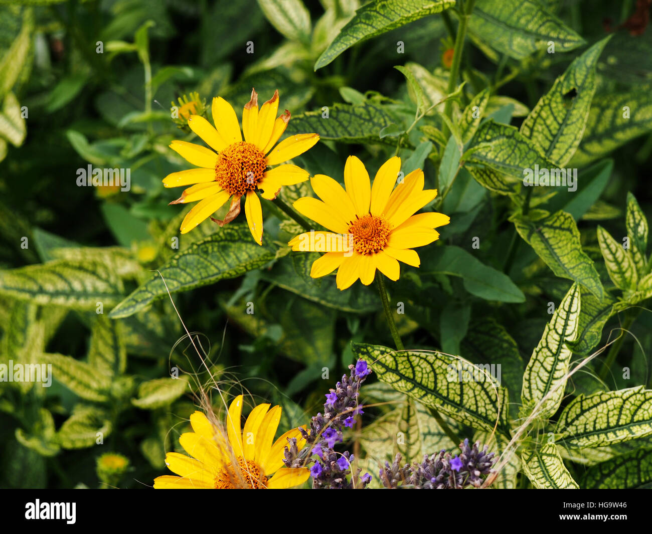 Variegata di foglie e fiori di colore giallo - Falso girasole, oxeye ruvida - Heliopsis helianthoides 'Loraine Sunshine' Foto Stock