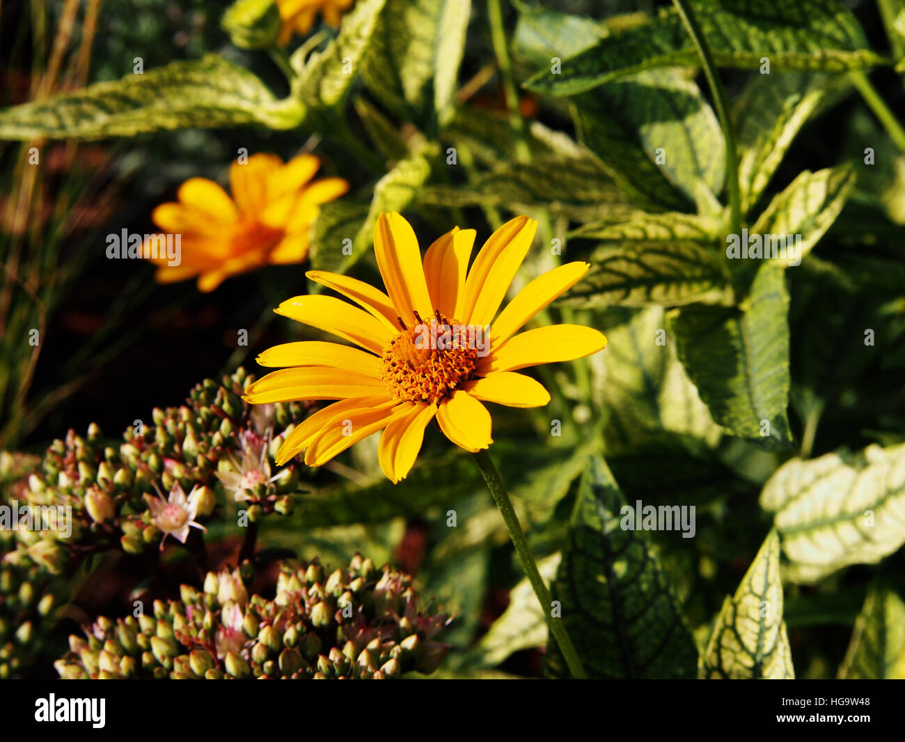 Variegata di foglie e fiori di colore giallo - Falso girasole, oxeye ruvida - Heliopsis helianthoides 'Loraine Sunshine' Foto Stock