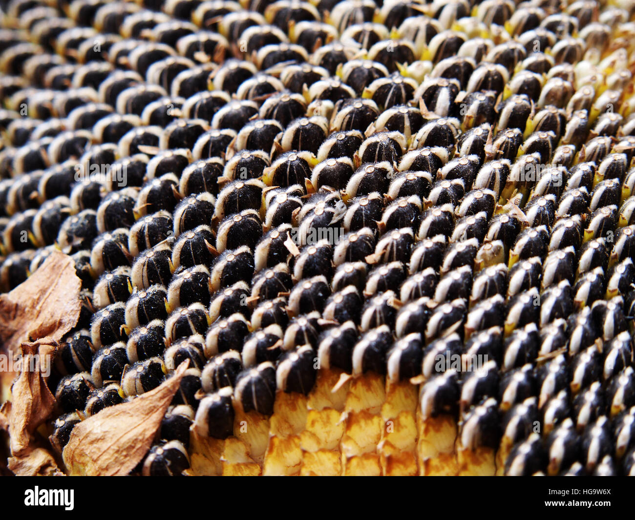 Close up dei semi di girasole (Helianthus) semi Foto Stock