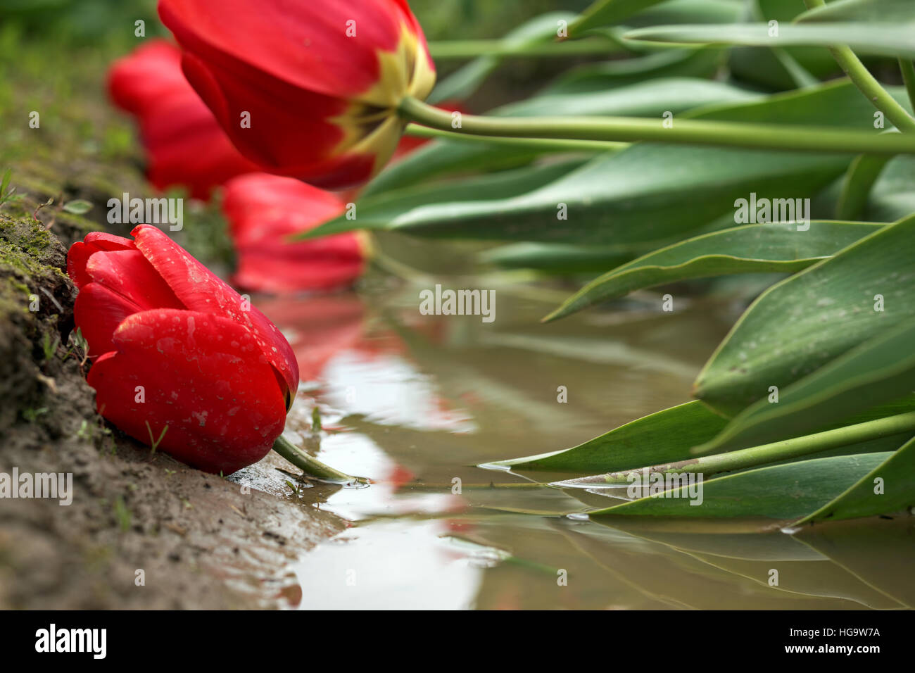 Red tulip fiori posa in acqua fangosa, Skagit Valley, Skagit County, Washington Foto Stock