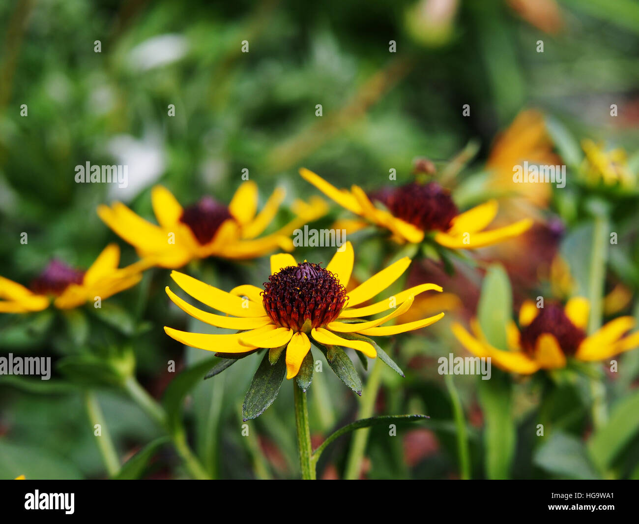 Rudbeckia fulgida 'Little Goldstar' (arancione coneflower) - bel giallo fiori estivi Foto Stock