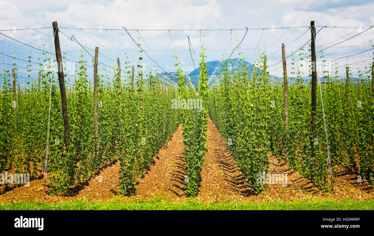 Nei pressi di Celje, Stiria, Slovenia. Le piante di luppolo che cresce in un campo di luppolo, Humulus lupulus. Foto Stock Nei pressi di Celje, Stiria, Slovenia. Le piante di luppolo che cresce in un campo di luppolo, Humulus lupulus. Foto Stock