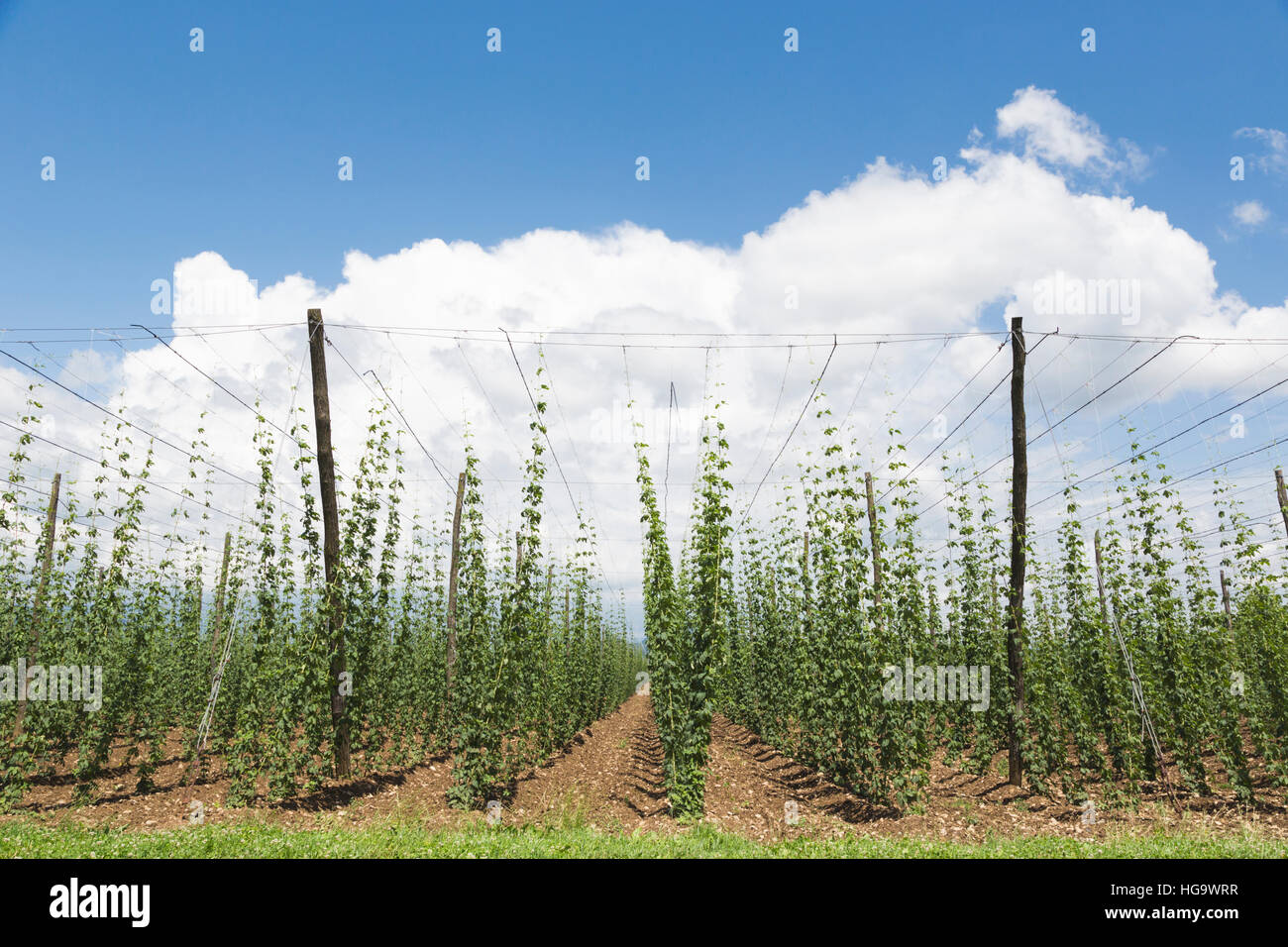 Nei pressi di Celje, Stiria, Slovenia. Le piante di luppolo che cresce in un campo di luppolo, Humulus lupulus. Foto Stock