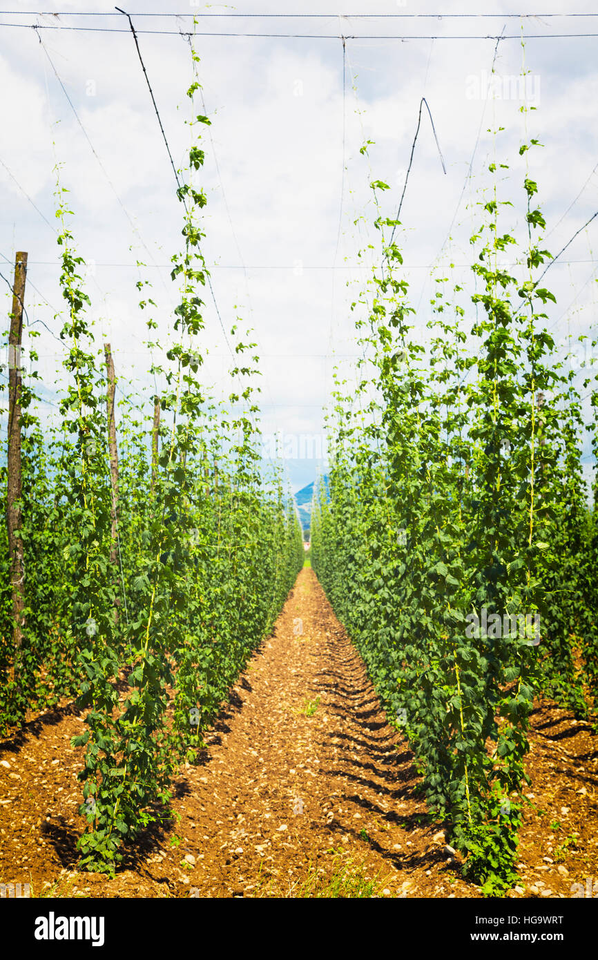 Nei pressi di Celje, Stiria, Slovenia. Le piante di luppolo che cresce in un campo di luppolo, Humulus lupulus. Foto Stock