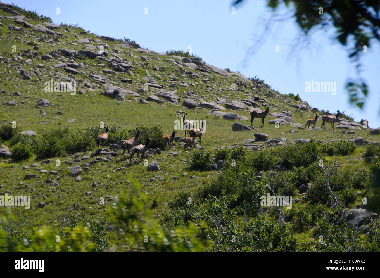 Red Deer a Hustai National Park Foto Stock