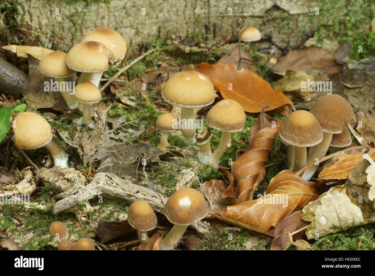 Funghi di autunno Foto Stock